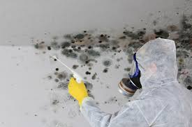 Mold Documentation for Insurance Claims in Holbrook, NY